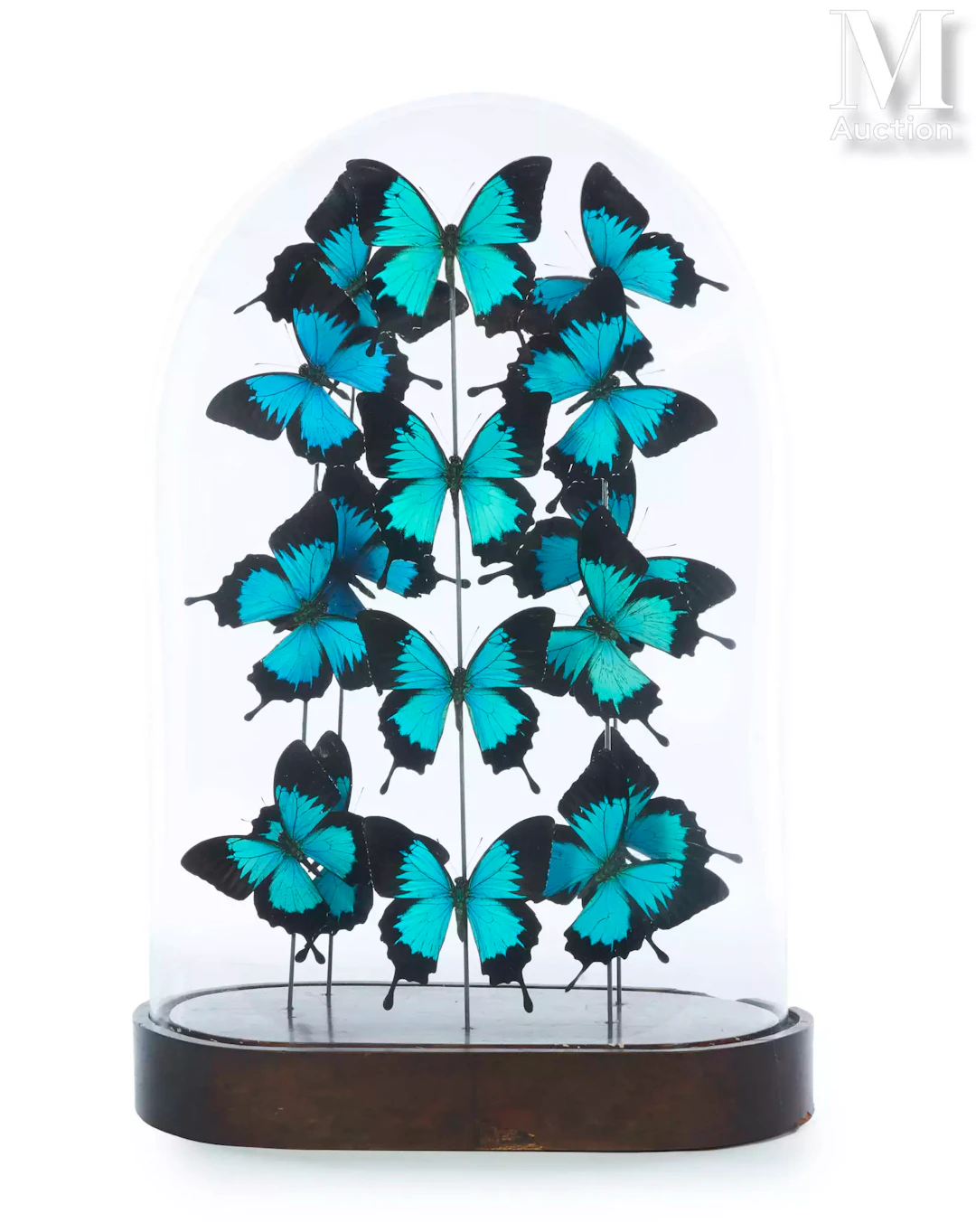 PAPILIO ULYSSES