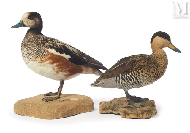 SARCELLE BARIOLÉE, CANARD DE CHILOÉ