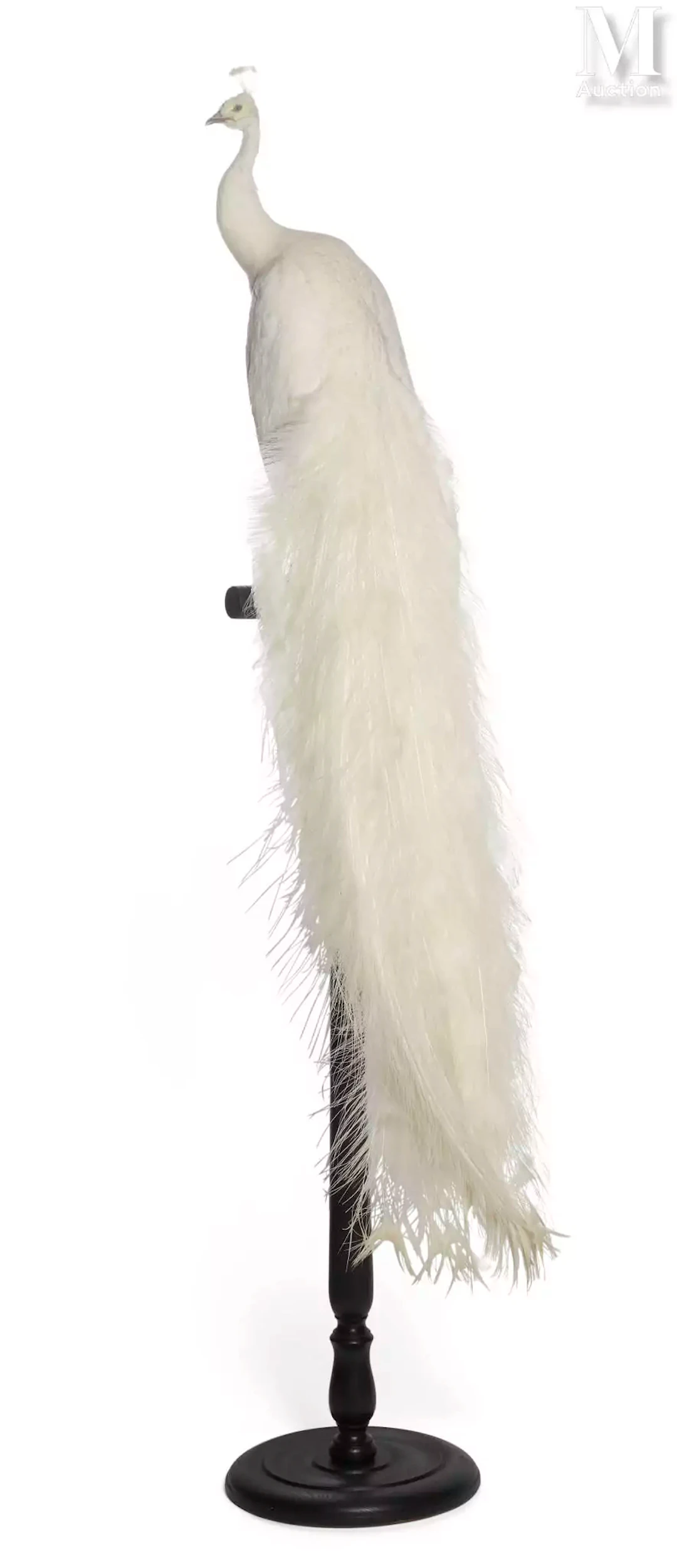 PAON BLANC