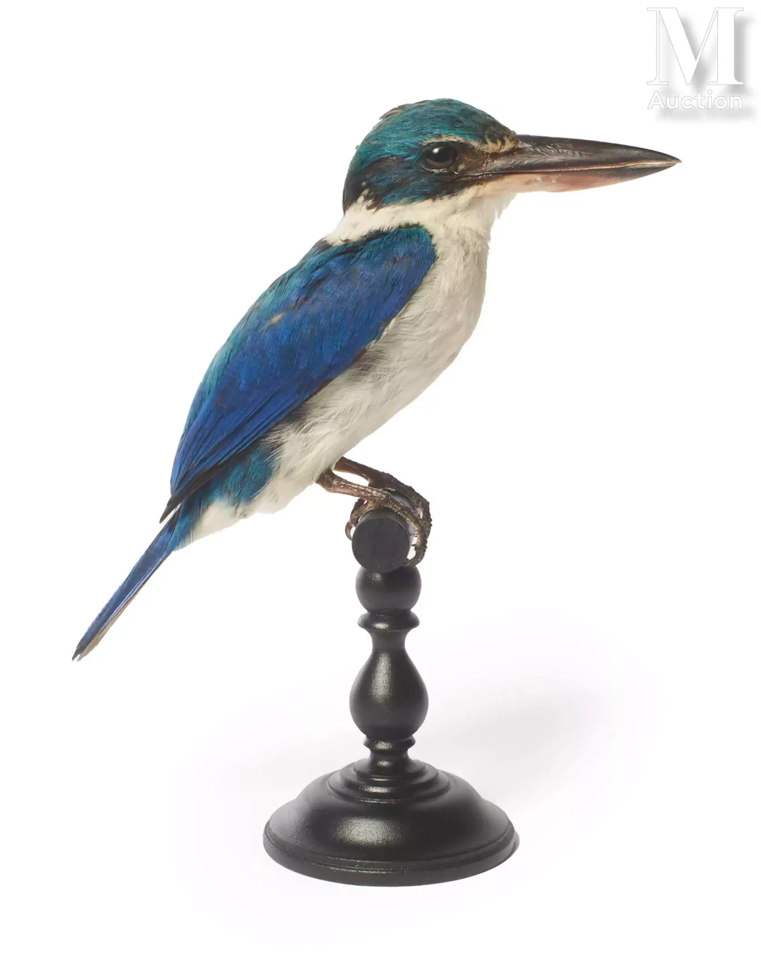 MARTIN-CHASSEUR À COLLIER BLANC