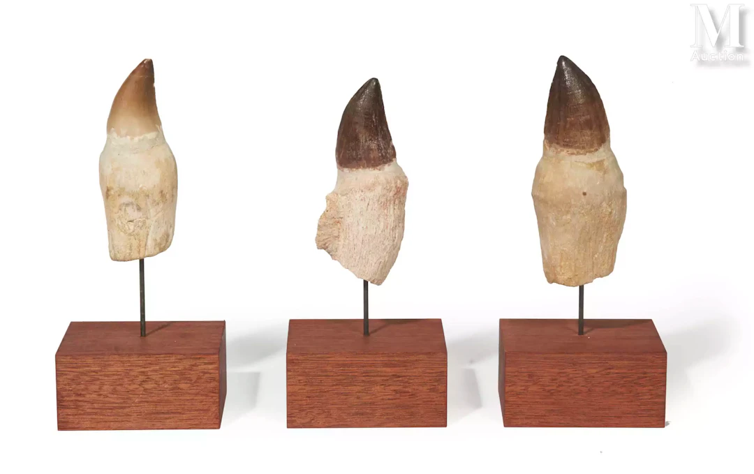 TROIS DENTS DE MOSASAURE