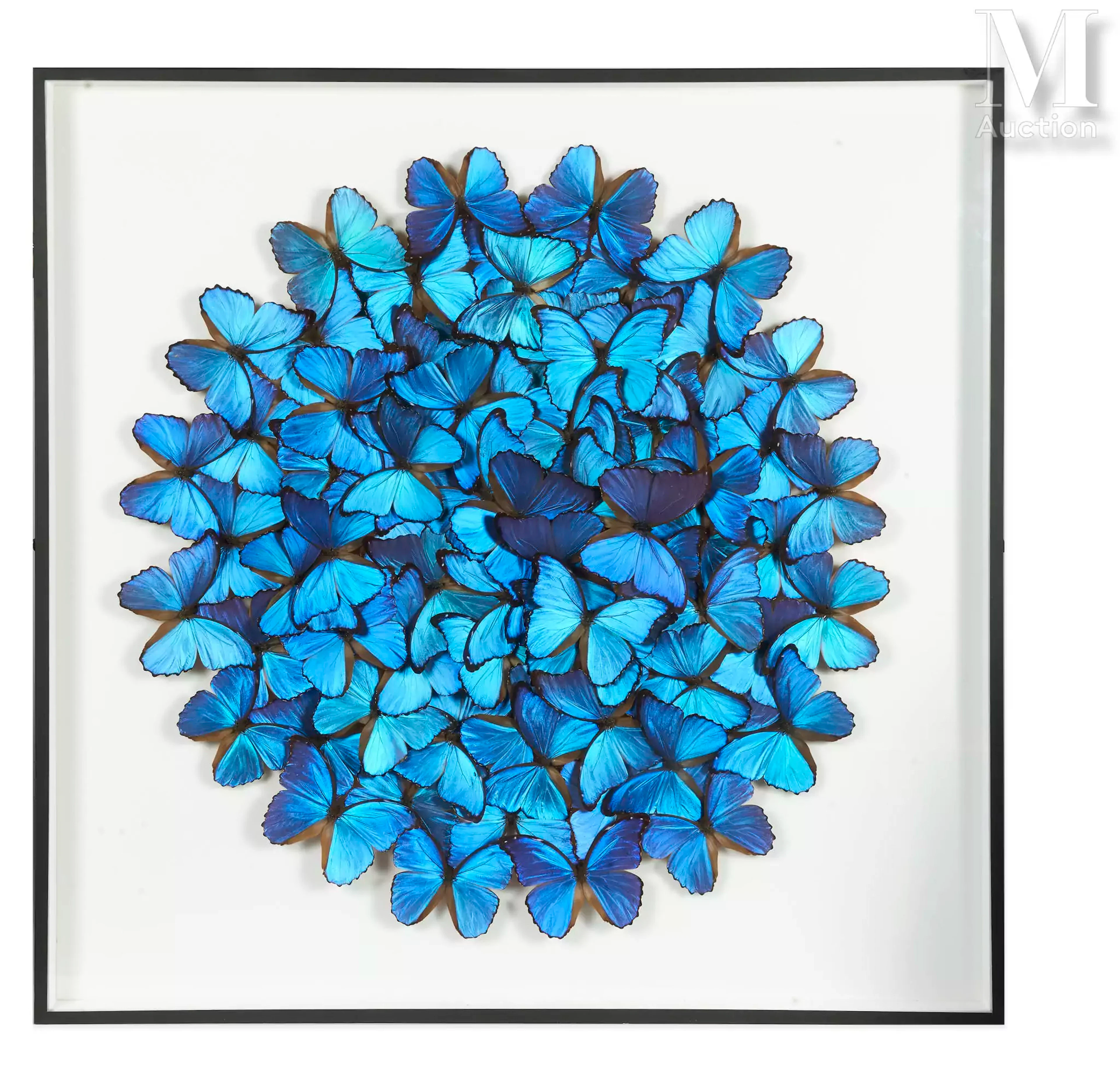MORPHO