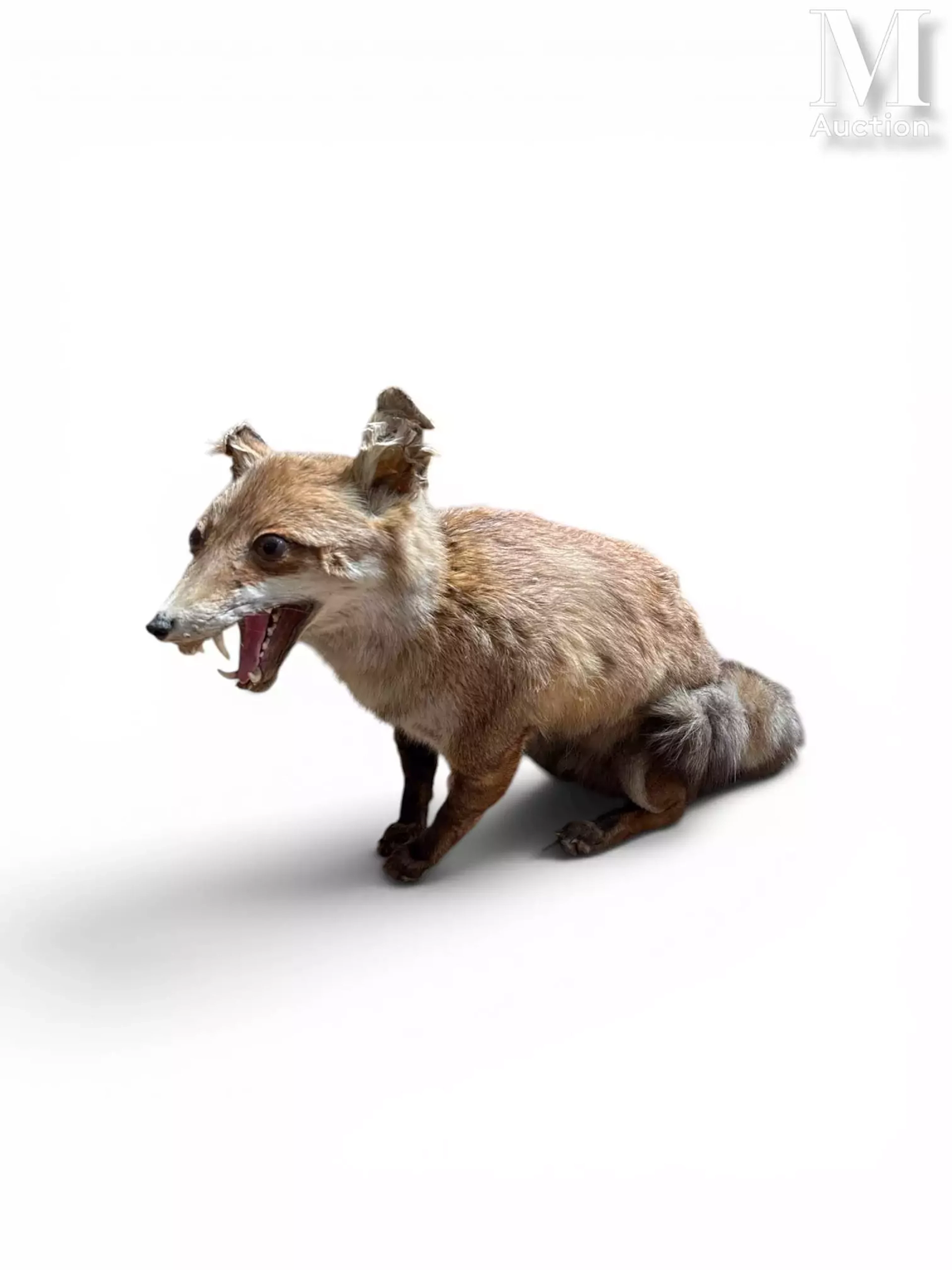 RENARD
