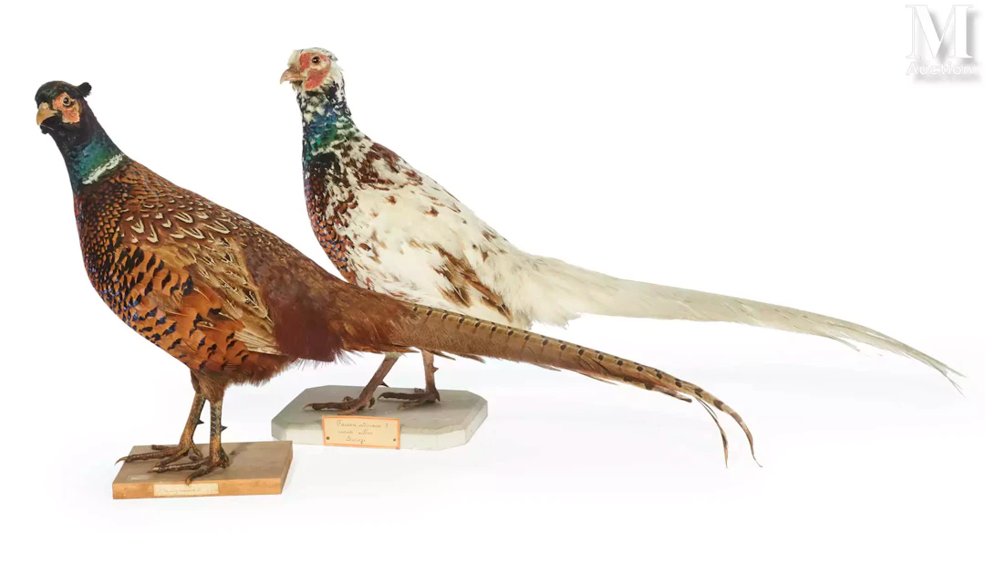 DEUX FAISANS HYBRIDES