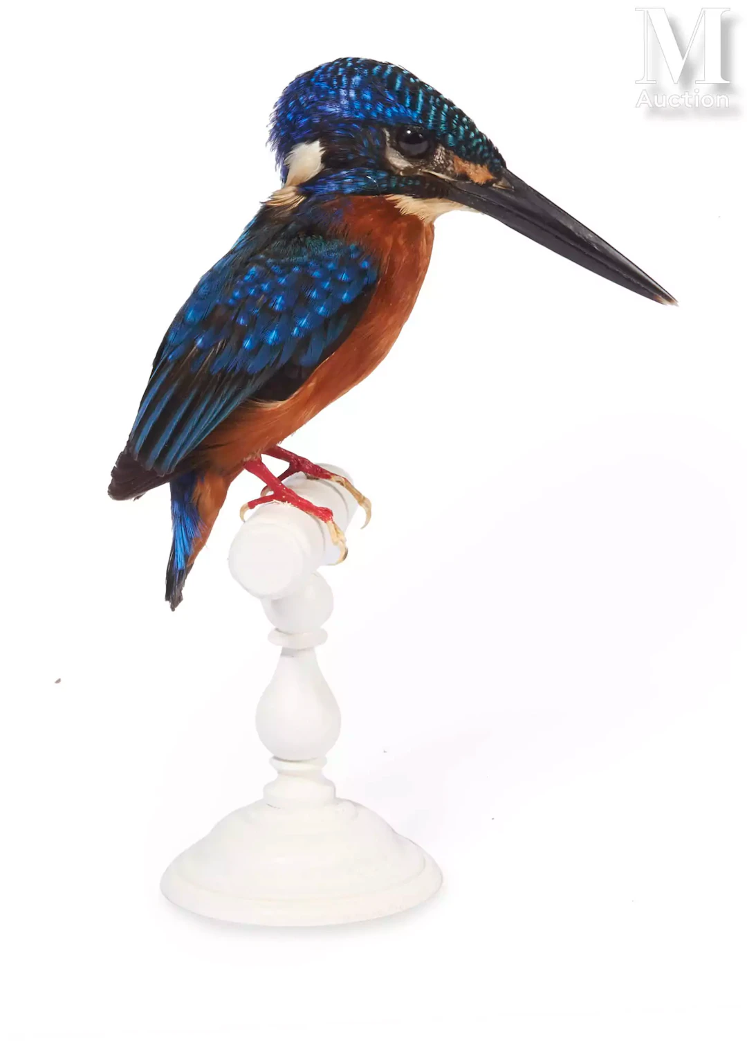 MARTIN-PÊCHEUR MÉNINTING