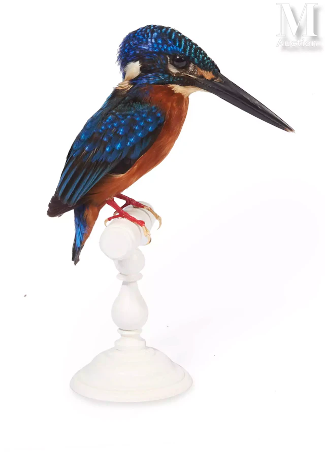 MARTIN-PÊCHEUR MÉNINTING