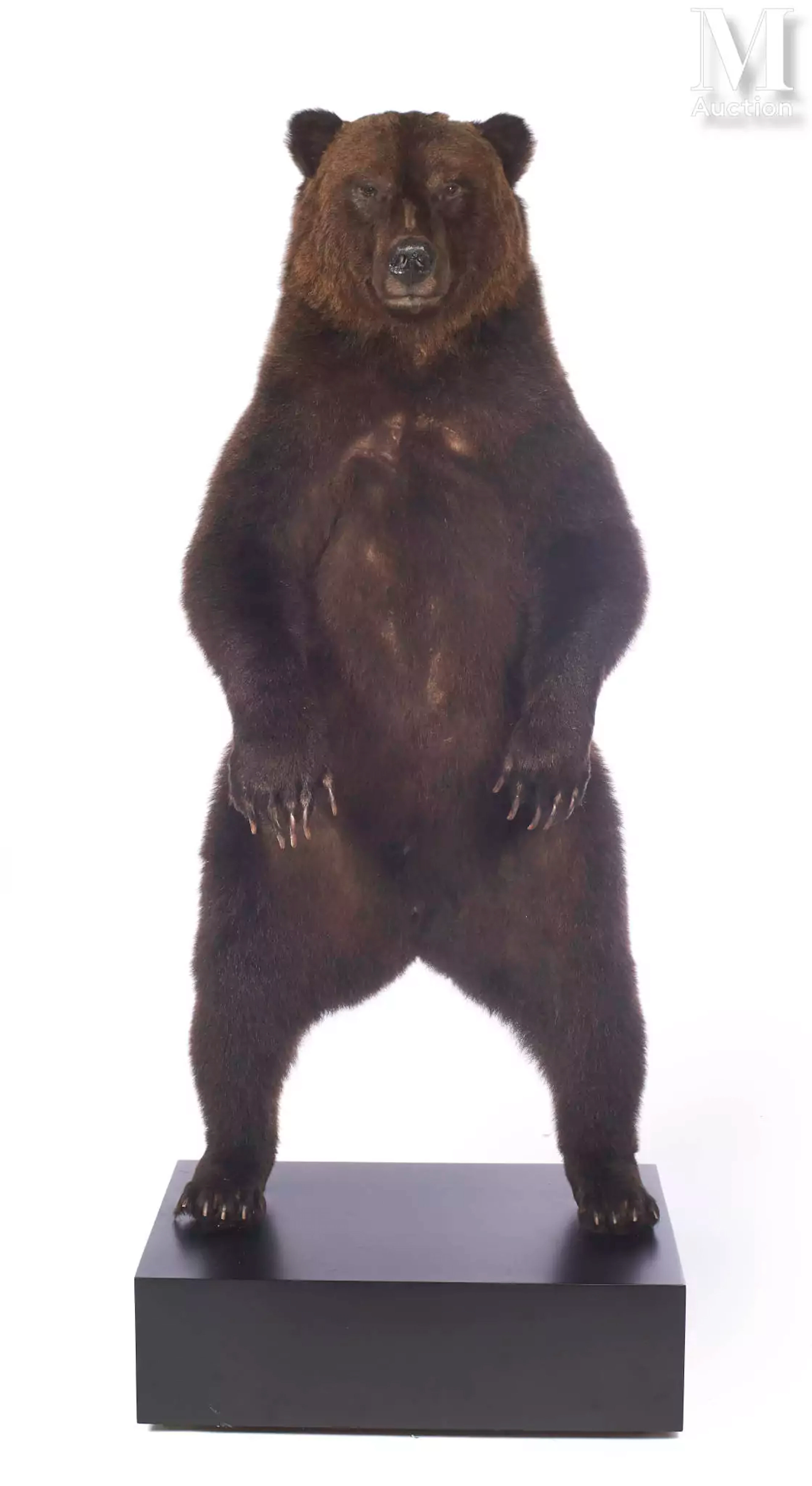 BEL OURS BRUN