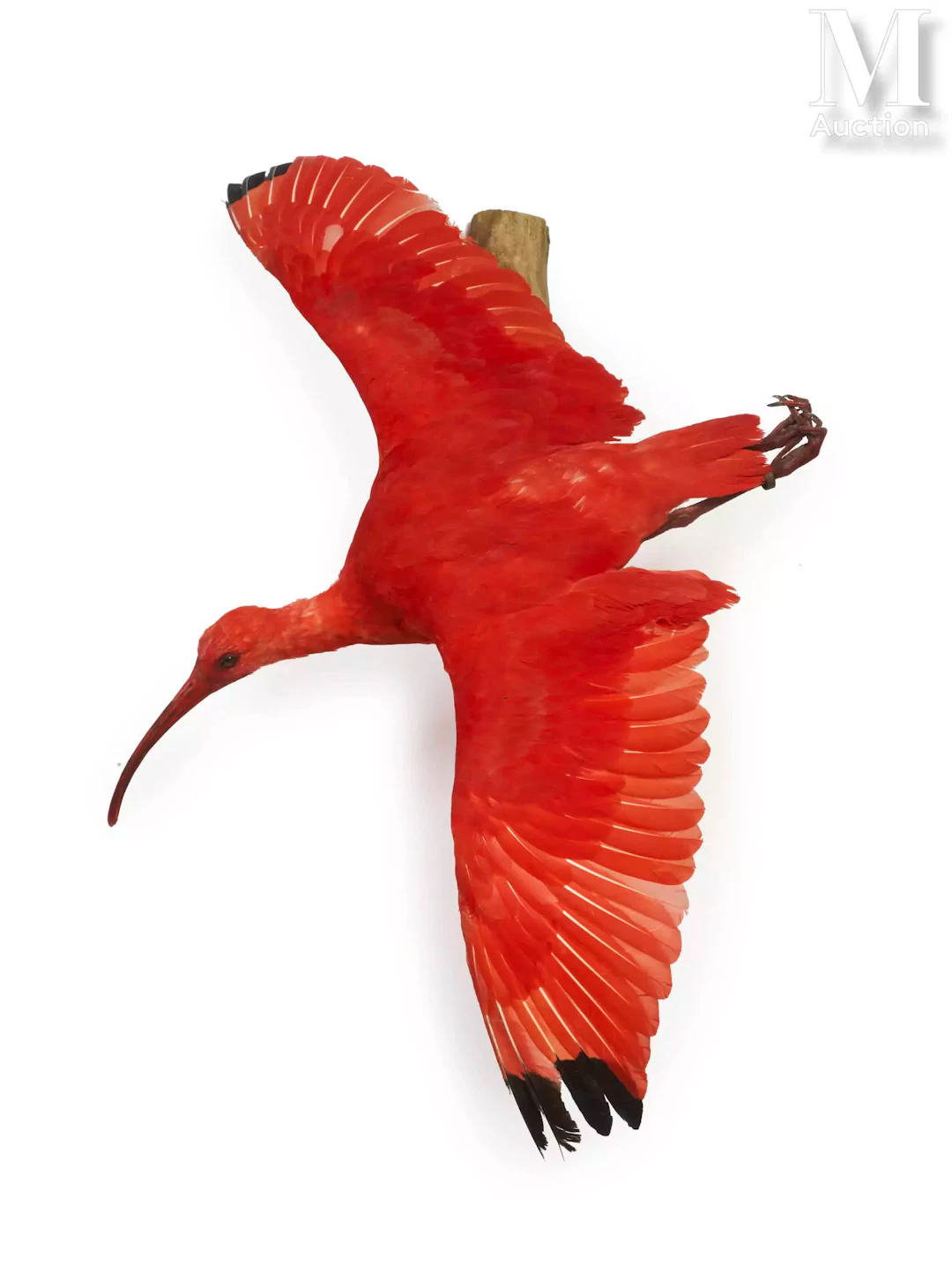 IBIS ROUGE