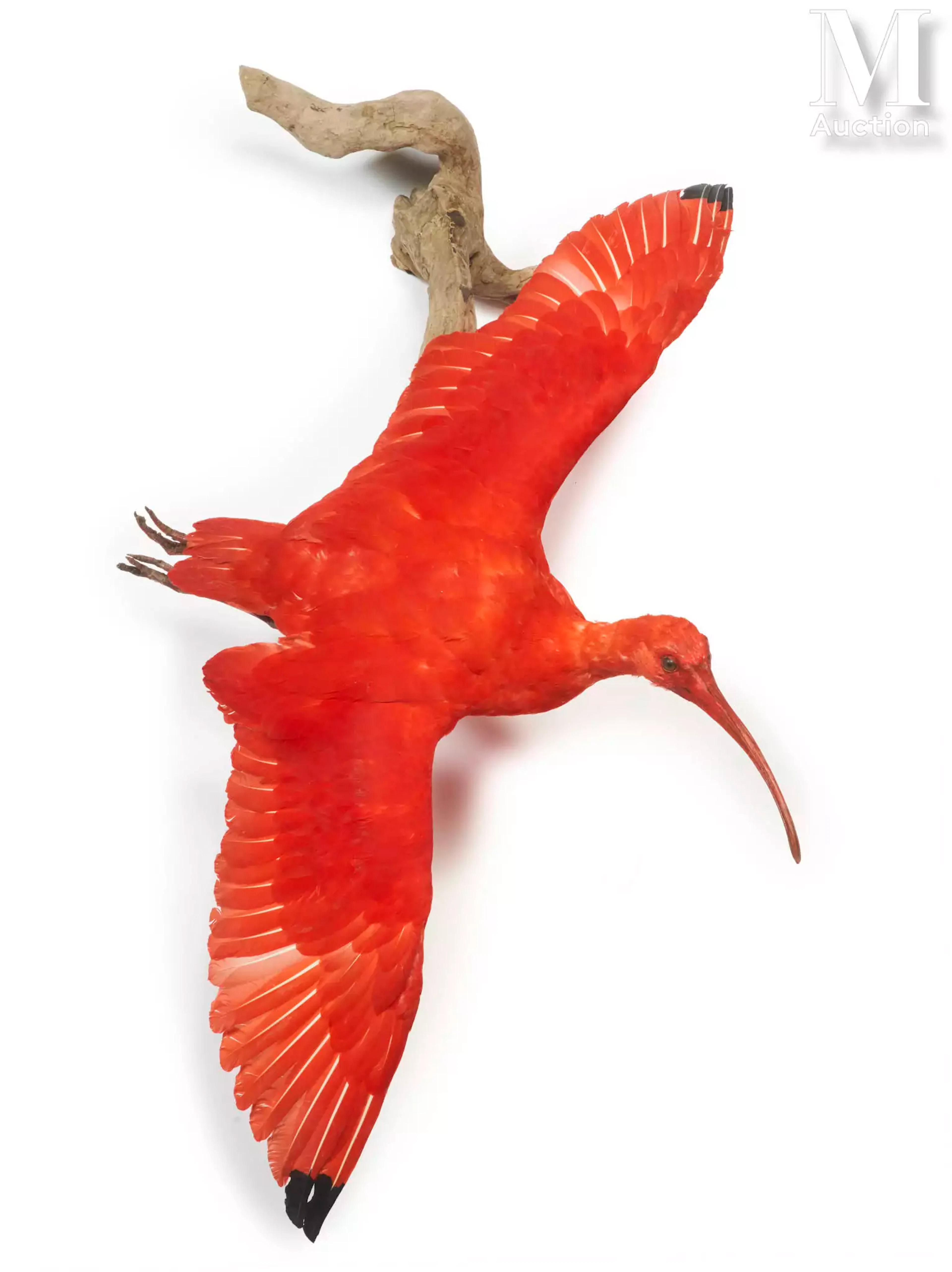 IBIS ROUGE