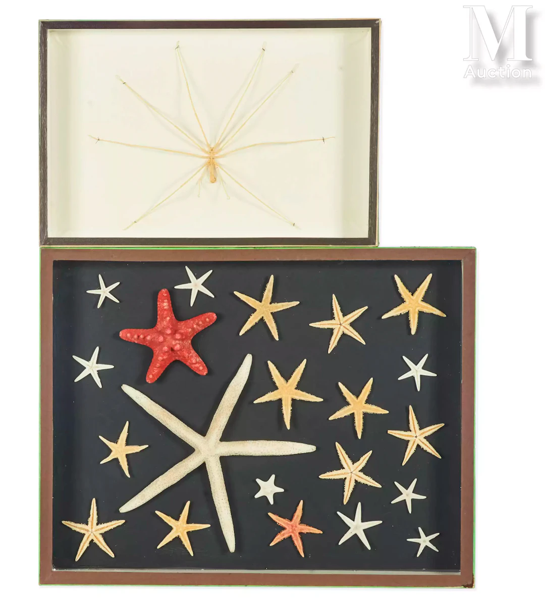 ÉTOILES DE MER, ARAIGNÉE DE MER