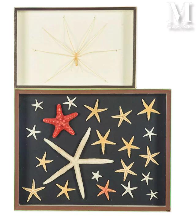 ÉTOILES DE MER, ARAIGNÉE DE MER