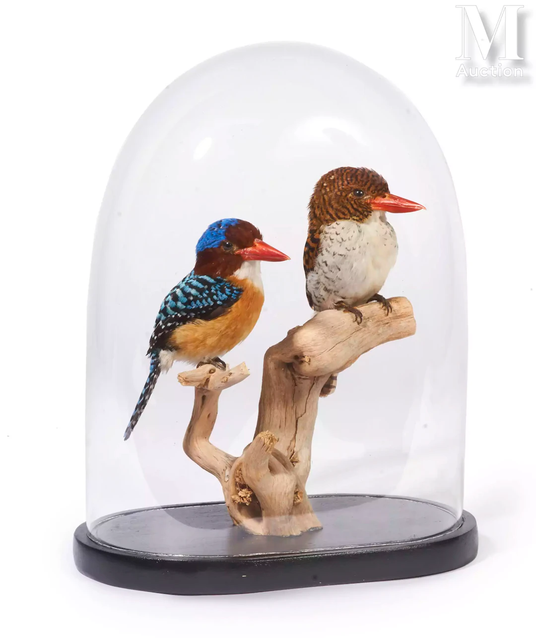 COUPLE DE MARTINS-CHASSEURS MIGNONS