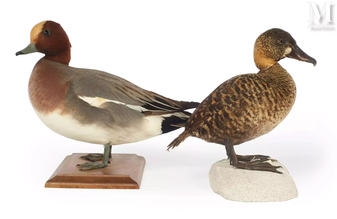 DENDROCYGNE À DOS BLANC, CANARD SIFFLEUR