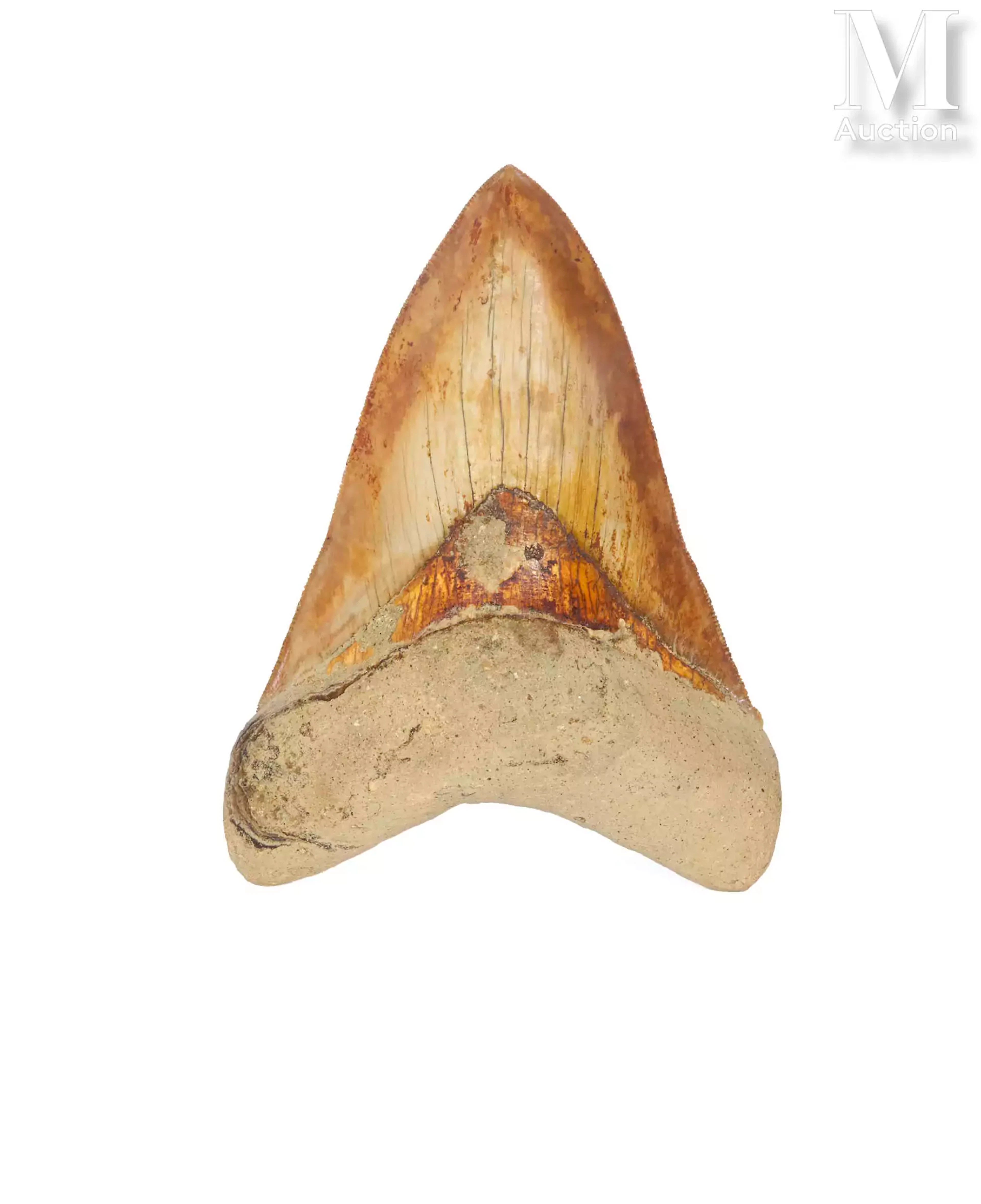 DENT DE MÉGALODON