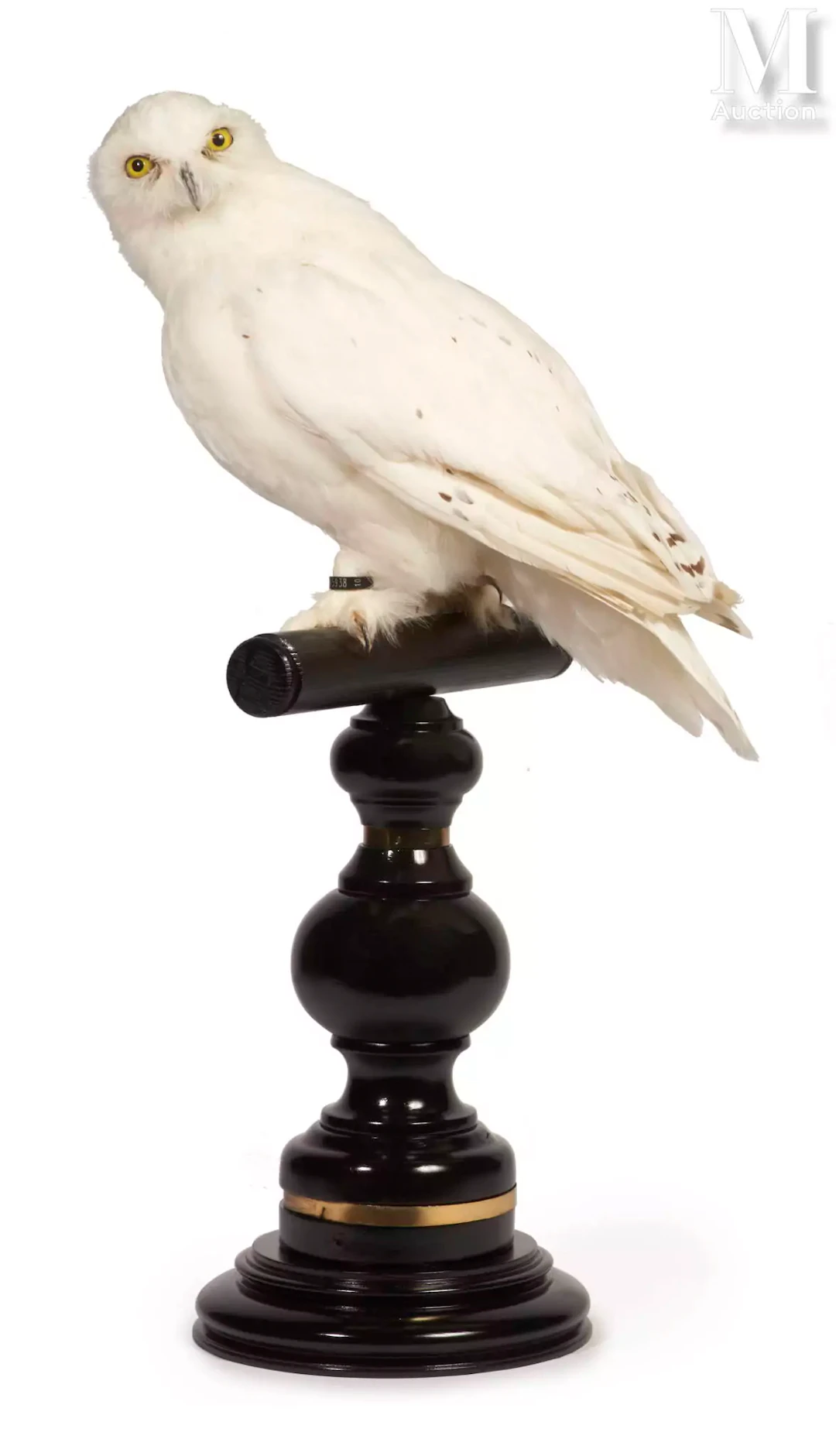 BEL HARFANG DES NEIGES