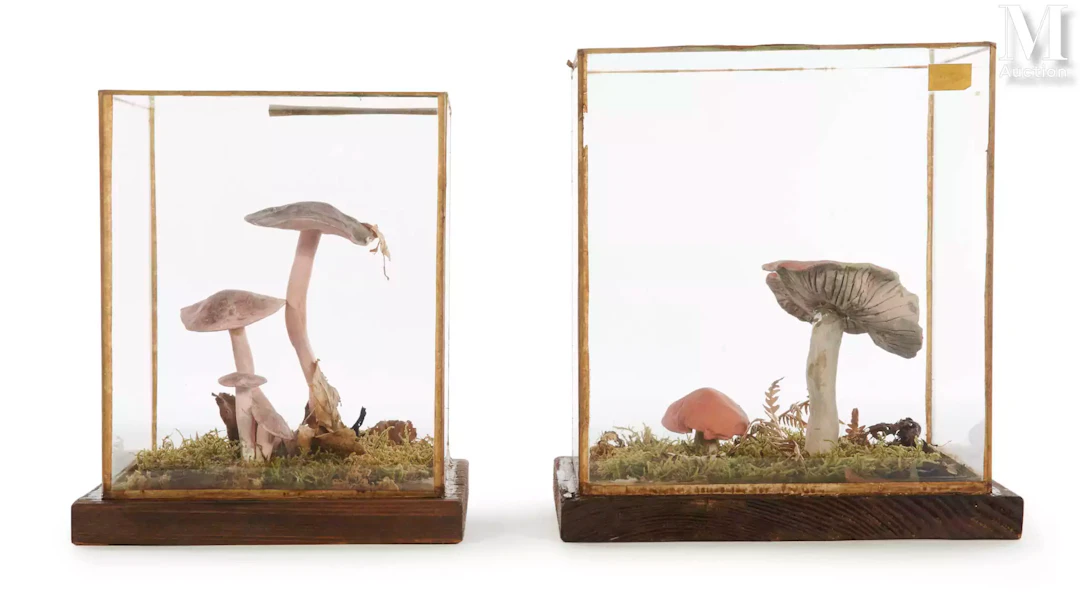 CHAMPIGNONS - DEUX MODÈLES D'ÉTUDE