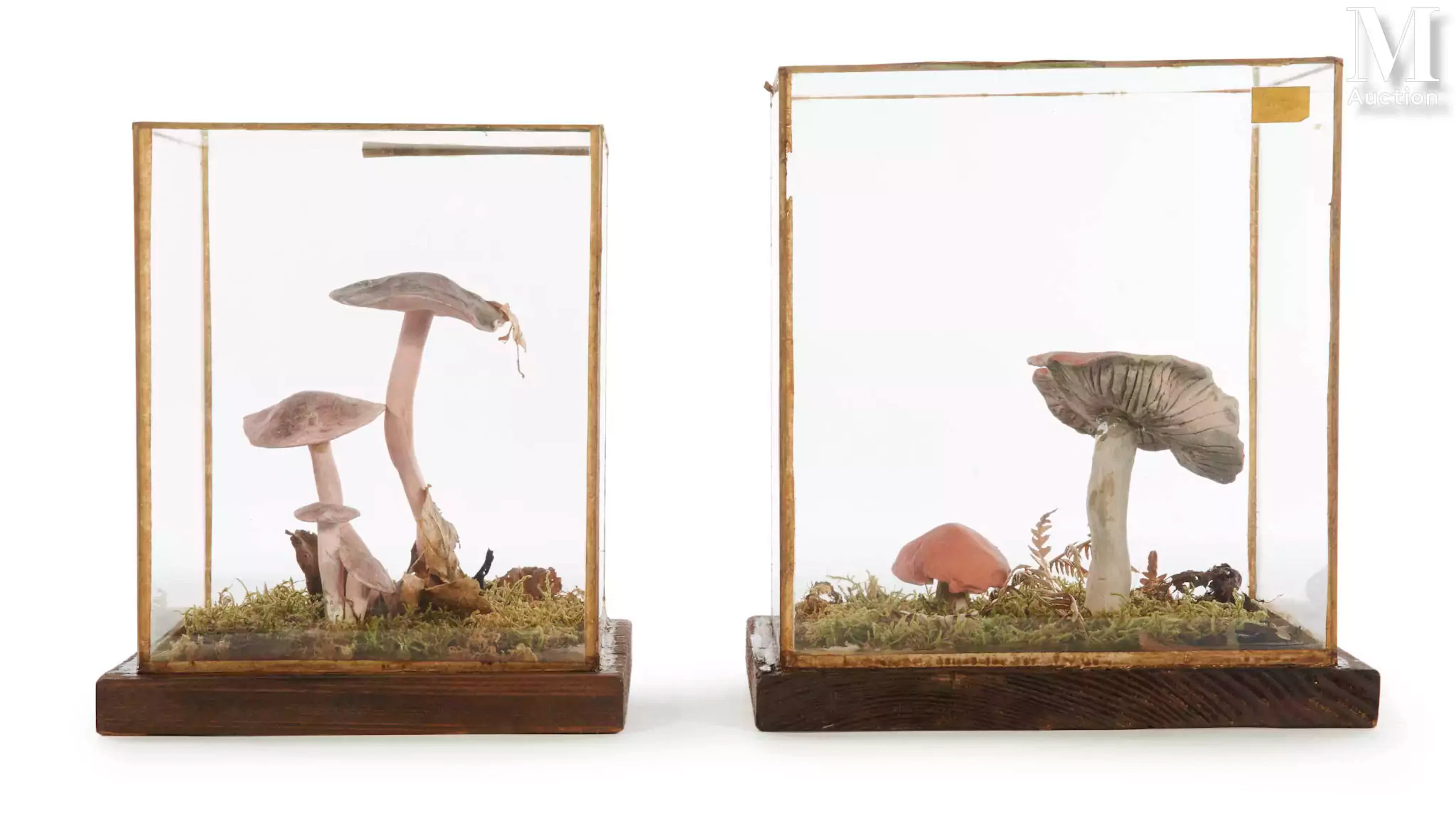 CHAMPIGNONS - DEUX MODÈLES D'ÉTUDE