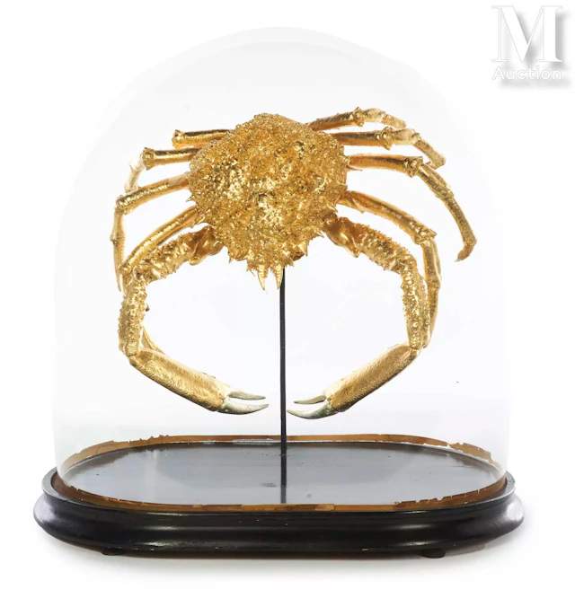 CRABE MAJA