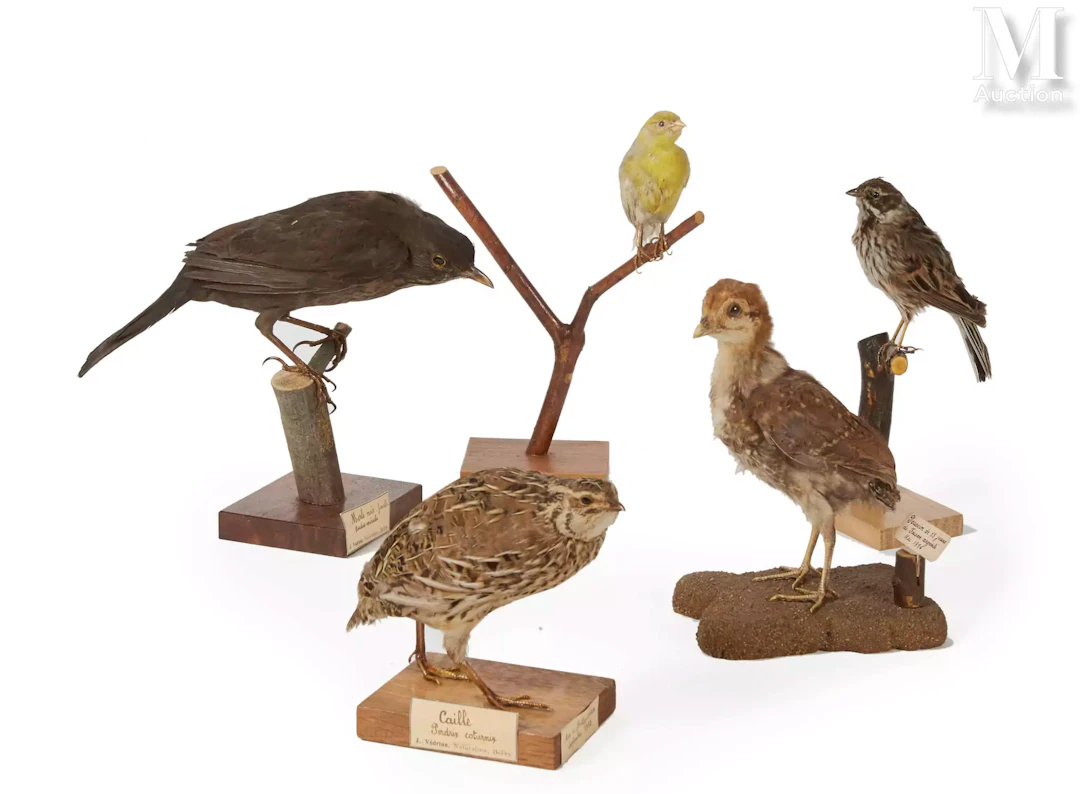 MERLE, CAILLE, FAISAN, CANARI, PASSEREAU