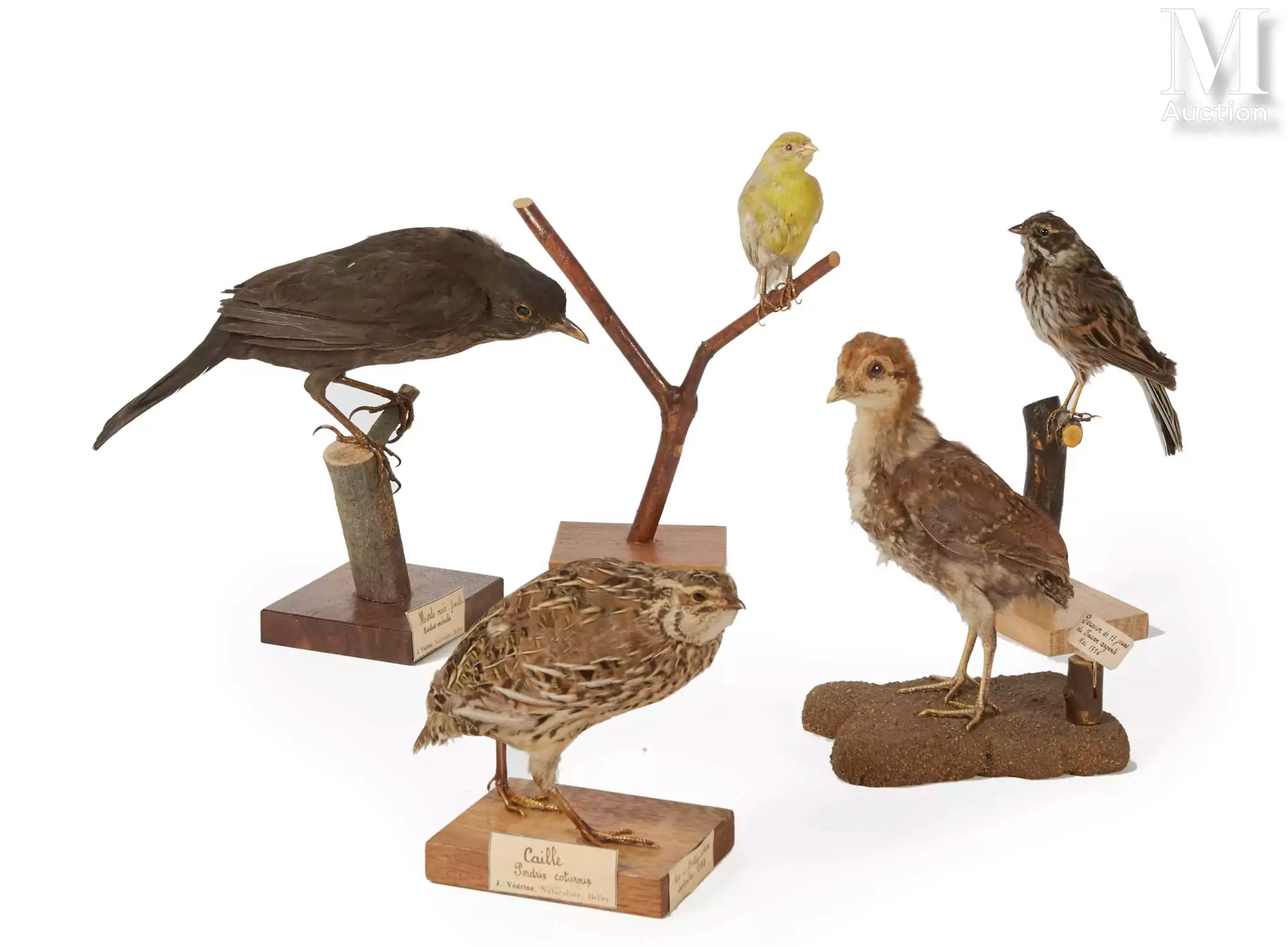 MERLE, CAILLE, FAISAN, CANARI, PASSEREAU