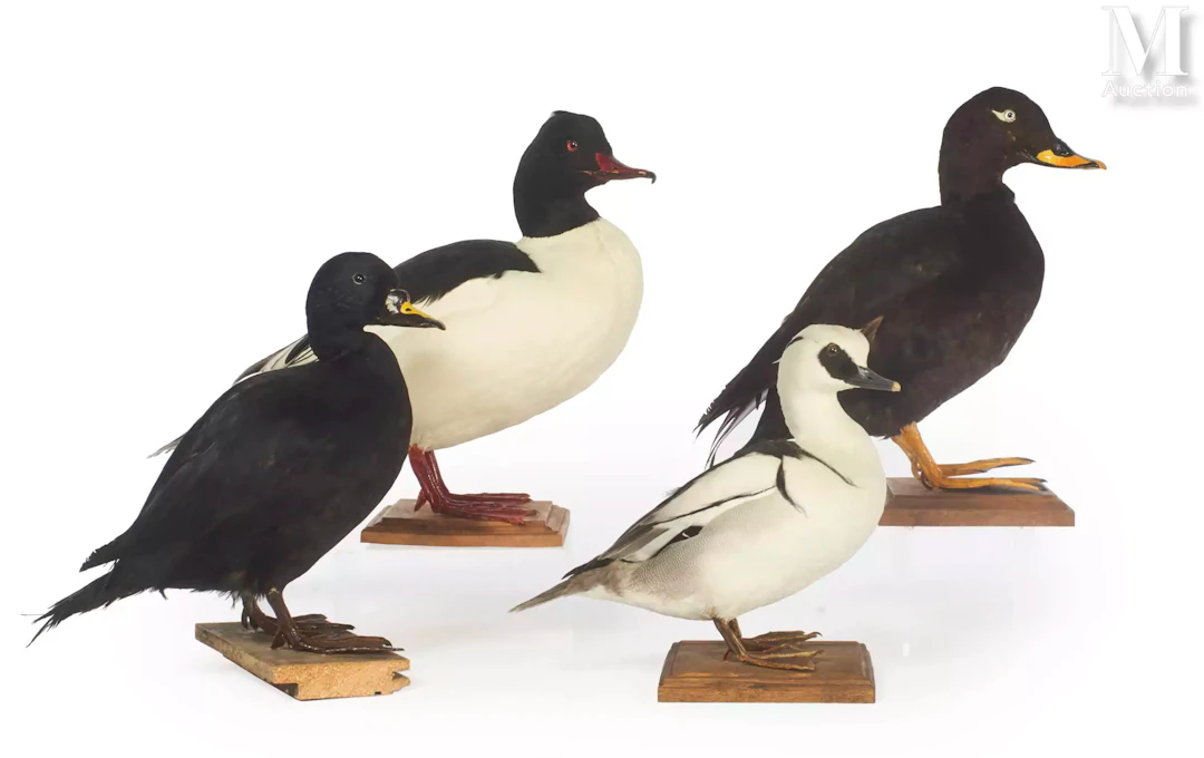 HARLE PIETTE, HARLE BIÈVRE, MACREUSE NOIRE, MACREUSE BRUNE