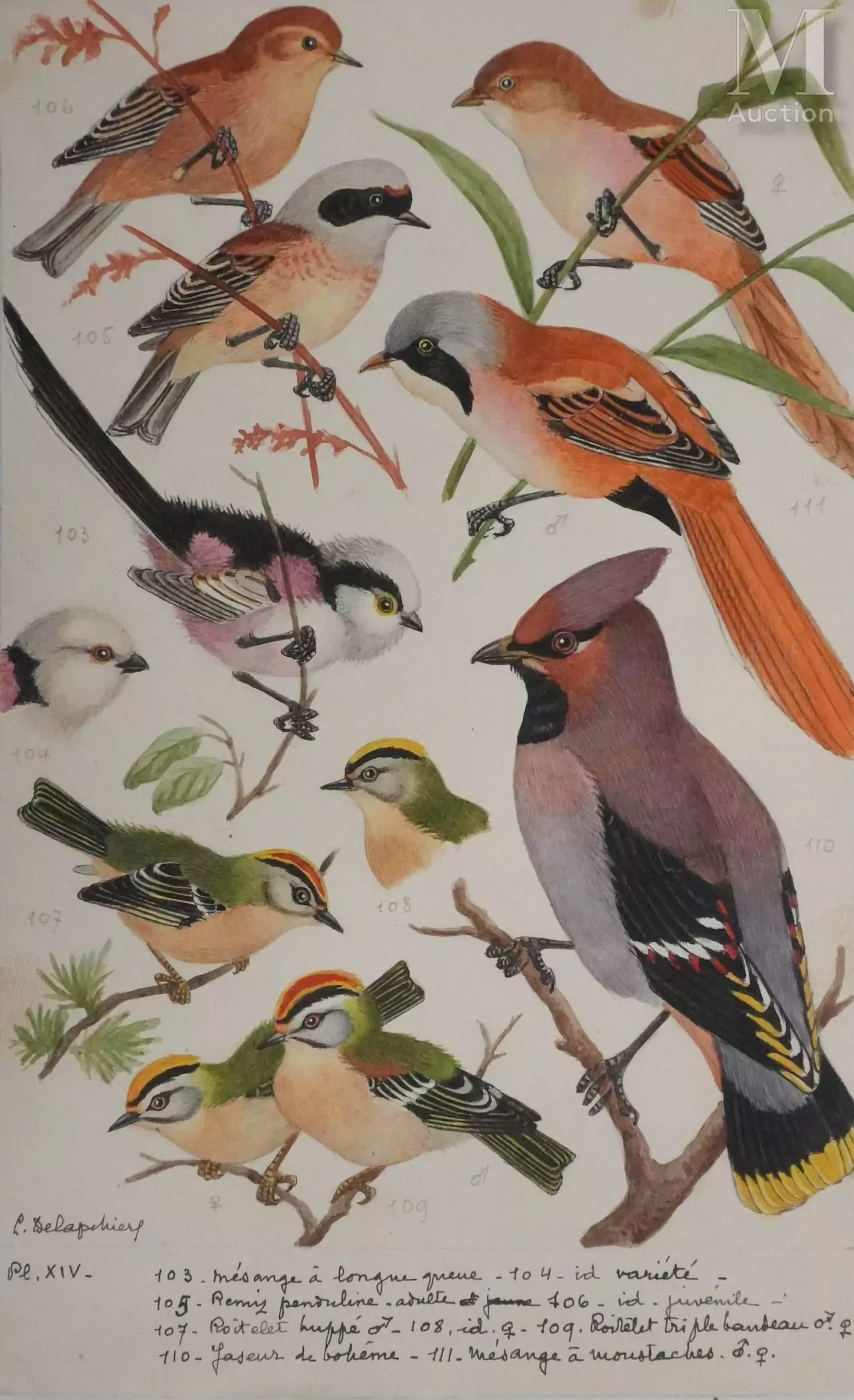 DELAPCHIER Louis Planche d'ornithologie : Rémiz penduline, Roitelet