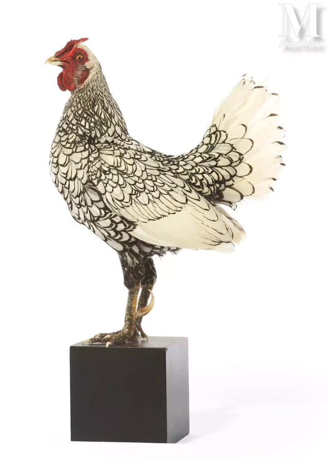 COQ SEBRIGHT ARGENTÉ