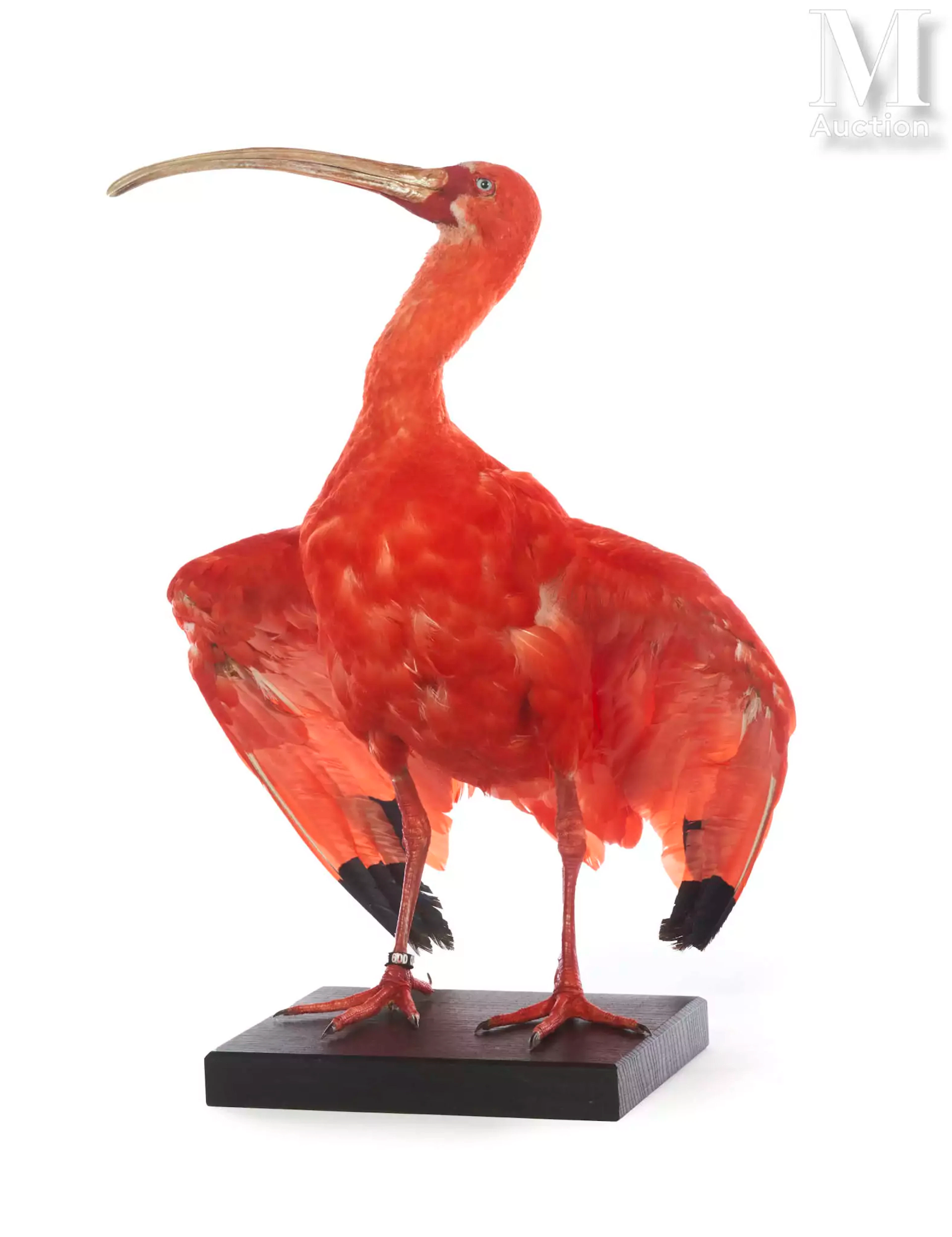 IBIS ROUGE