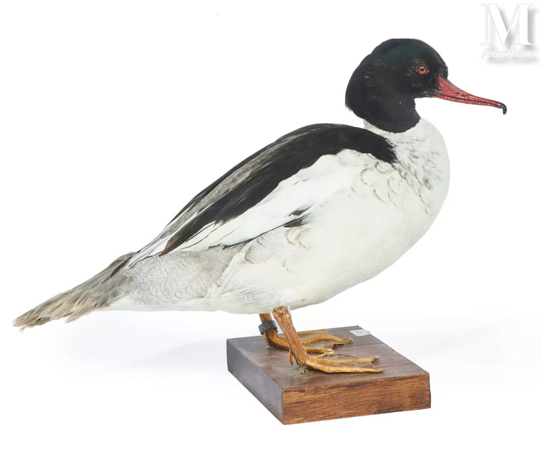 HYBRIDE HARLE HUPPÉ x HARLE BIÈVRE
