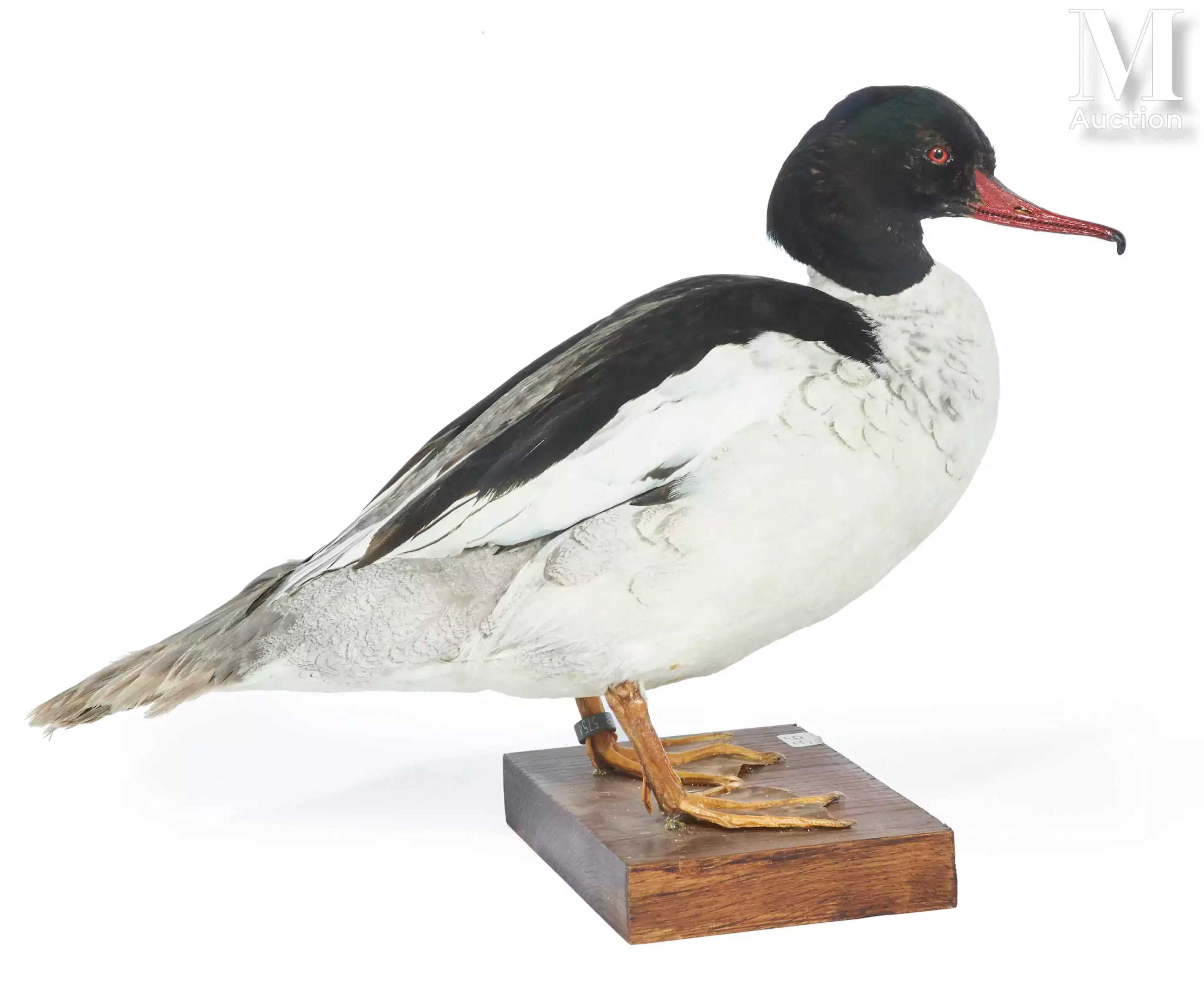 HYBRIDE HARLE HUPPÉ x HARLE BIÈVRE