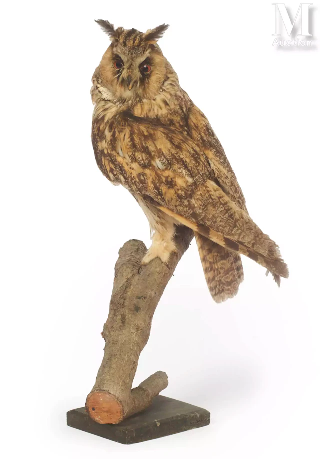 HIBOU MOYEN-DUC
