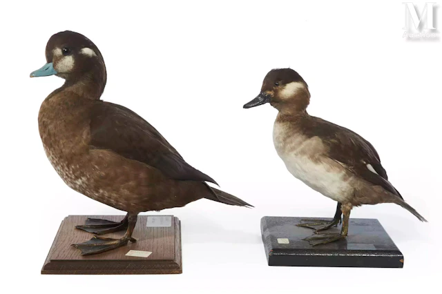 GAROT ARLEQUIN, GAROT ALBÉOLE, CANARD SOUCHET