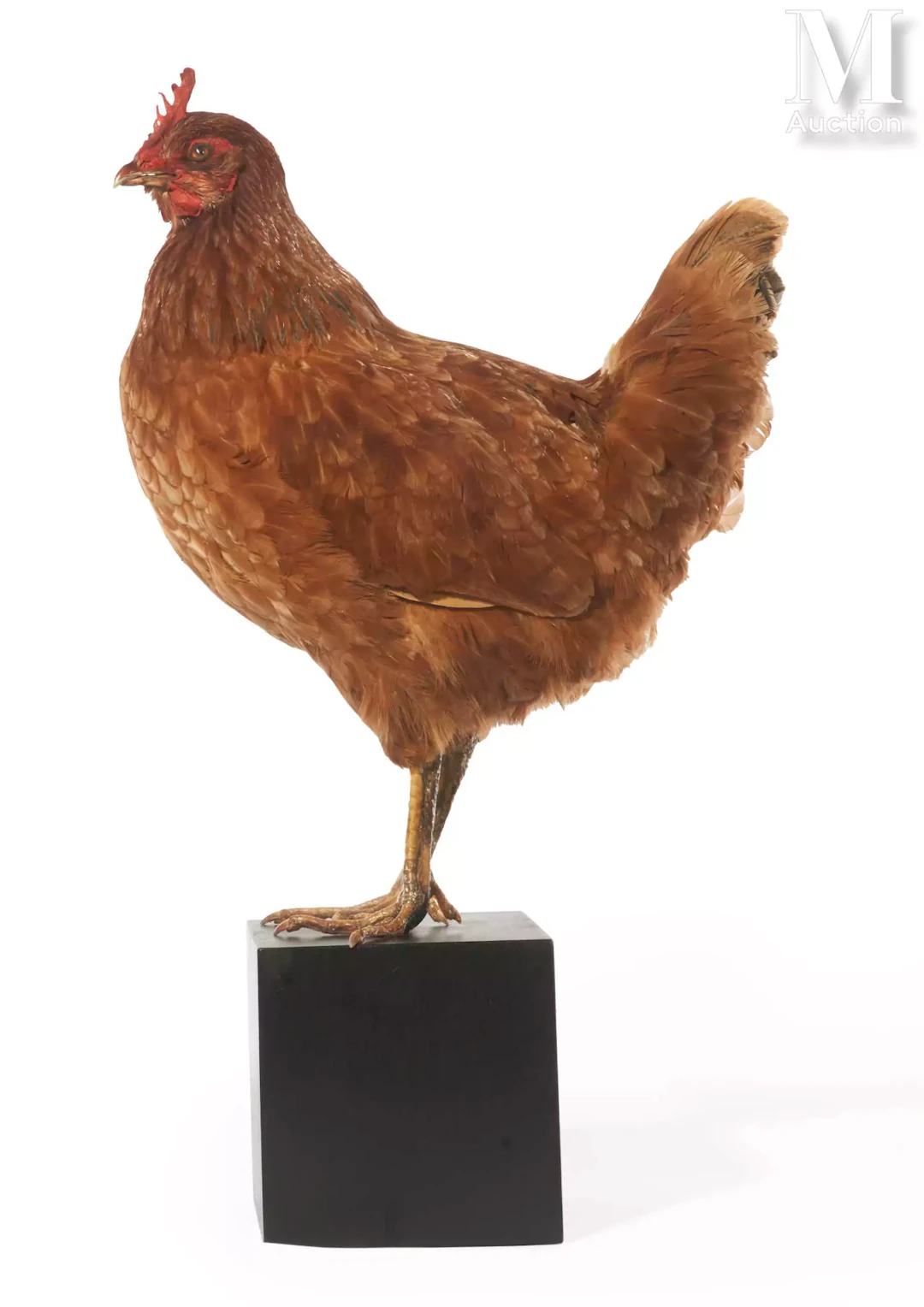 POULE ROUSSE