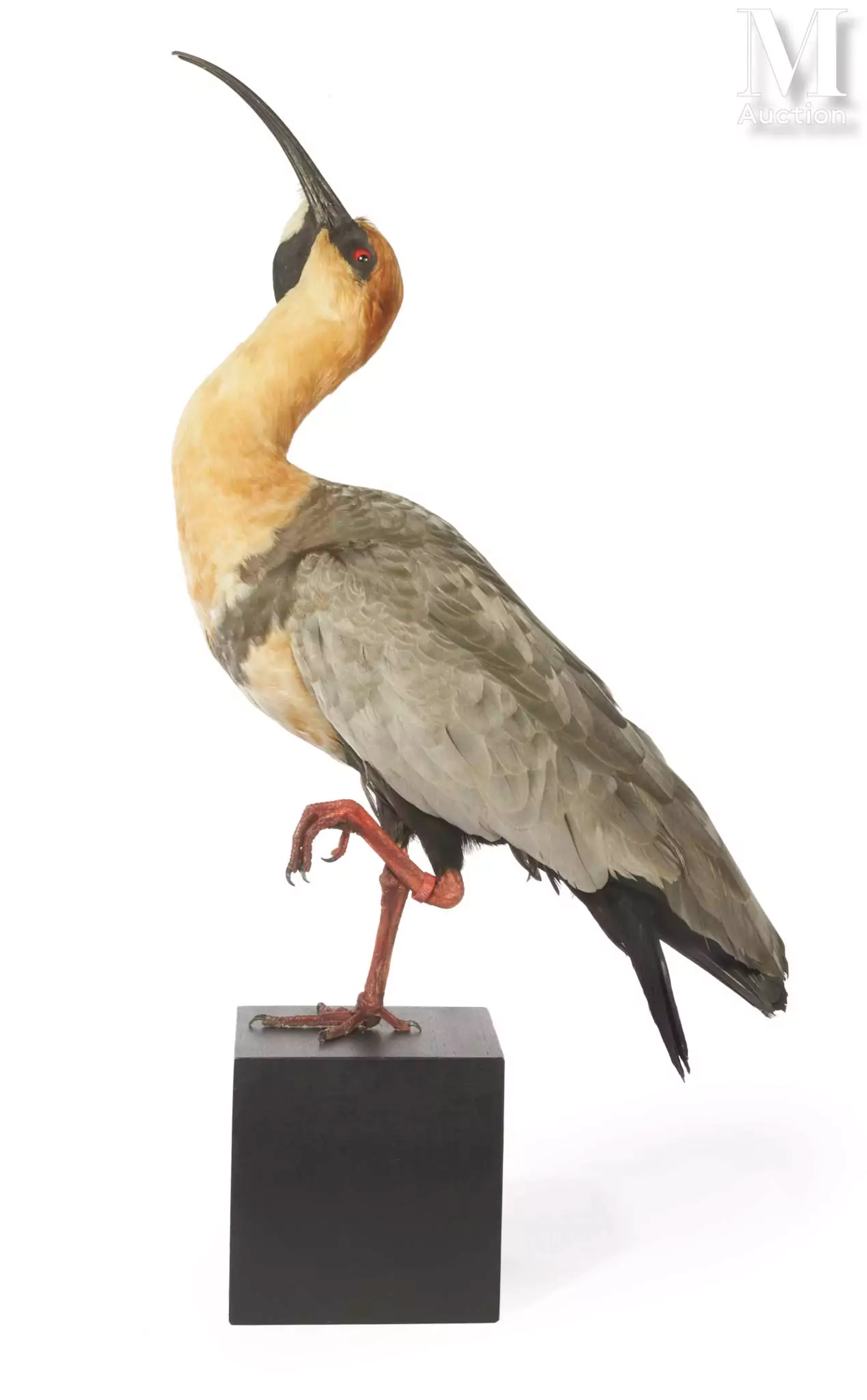 IBIS MANDORE