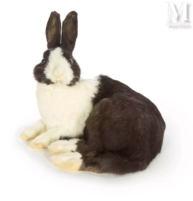 LAPIN BLANC ET NOIR