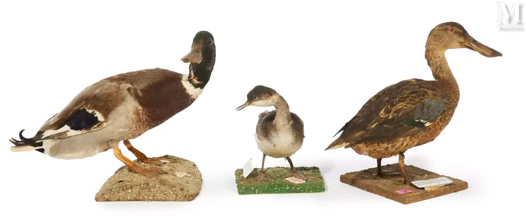 CANARD SOUCHET, GRÈBE À COU NOIR, CANARD COLVERT