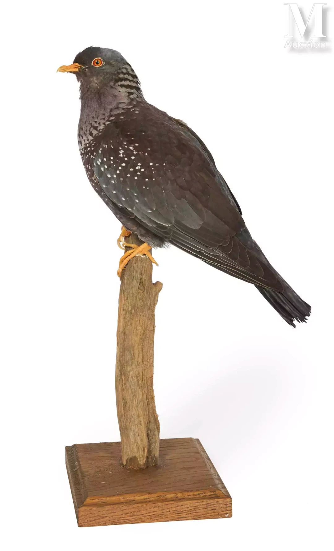 PIGEON RAMERON