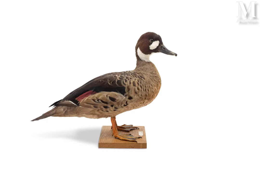 CANARD À LUNETTES