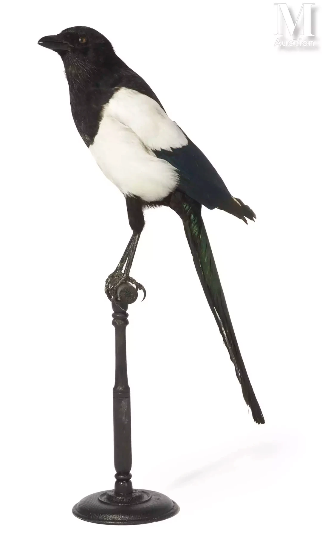 PIE BAVARDE