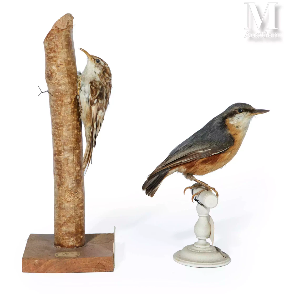 GRIMPEREAU DES BOIS, SITTELLE TORCHEPOT