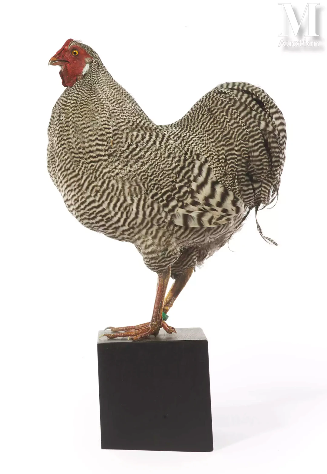 COQ WYANDOTTE SILVER