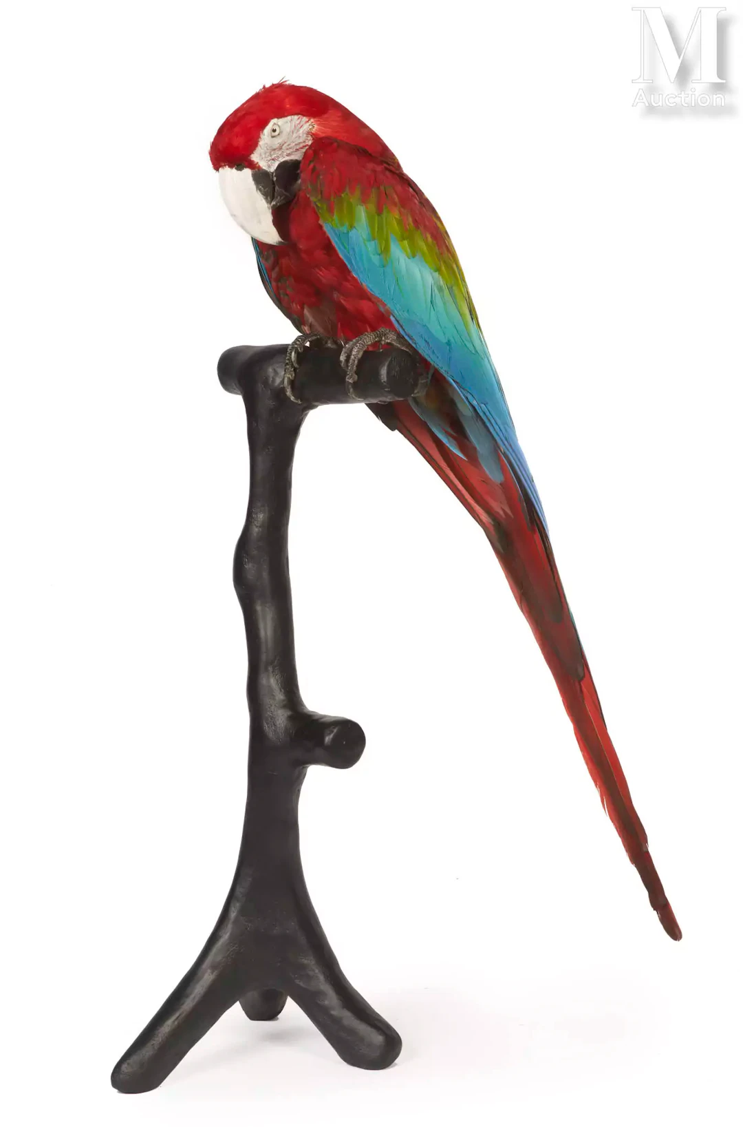 ARA CHLOROPTÈRE