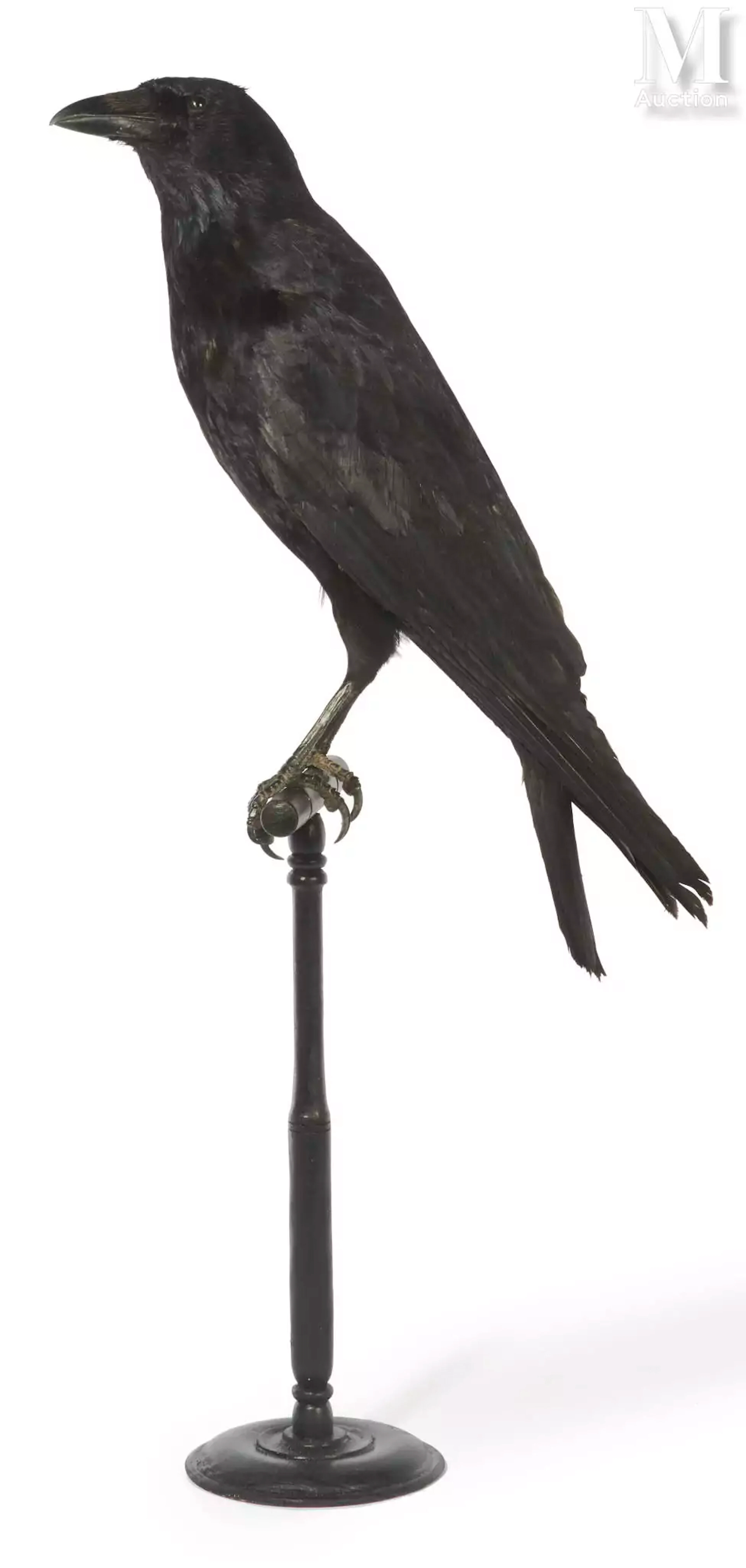 CORNEILLE NOIRE