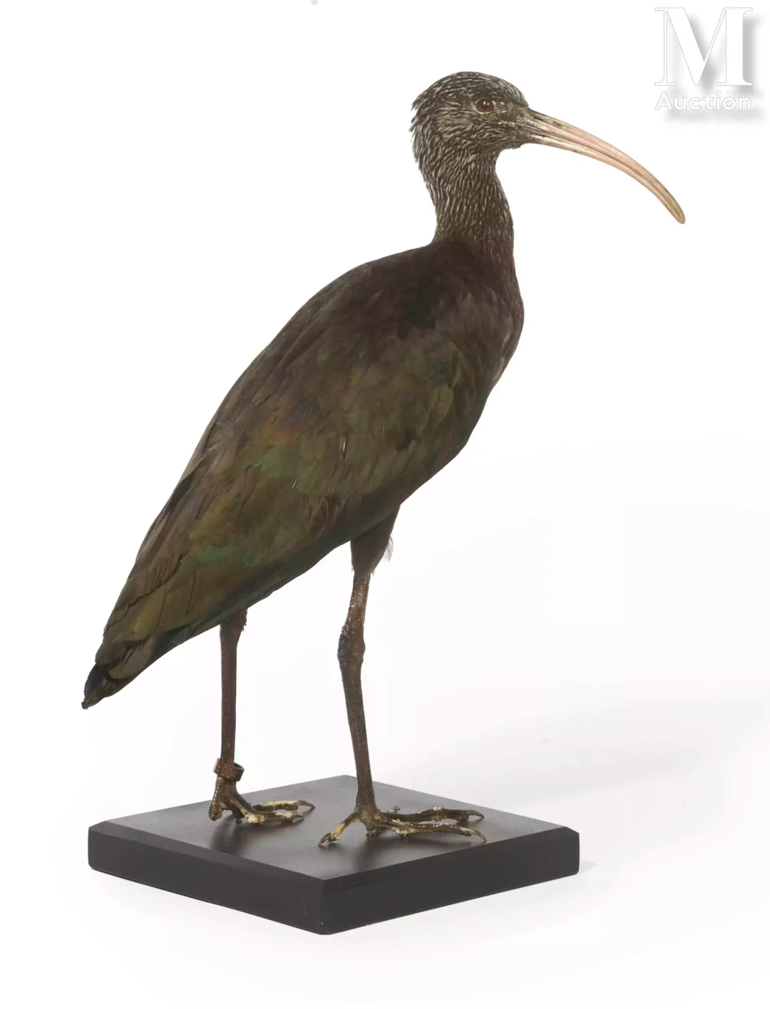 IBIS DE RIDGWAY