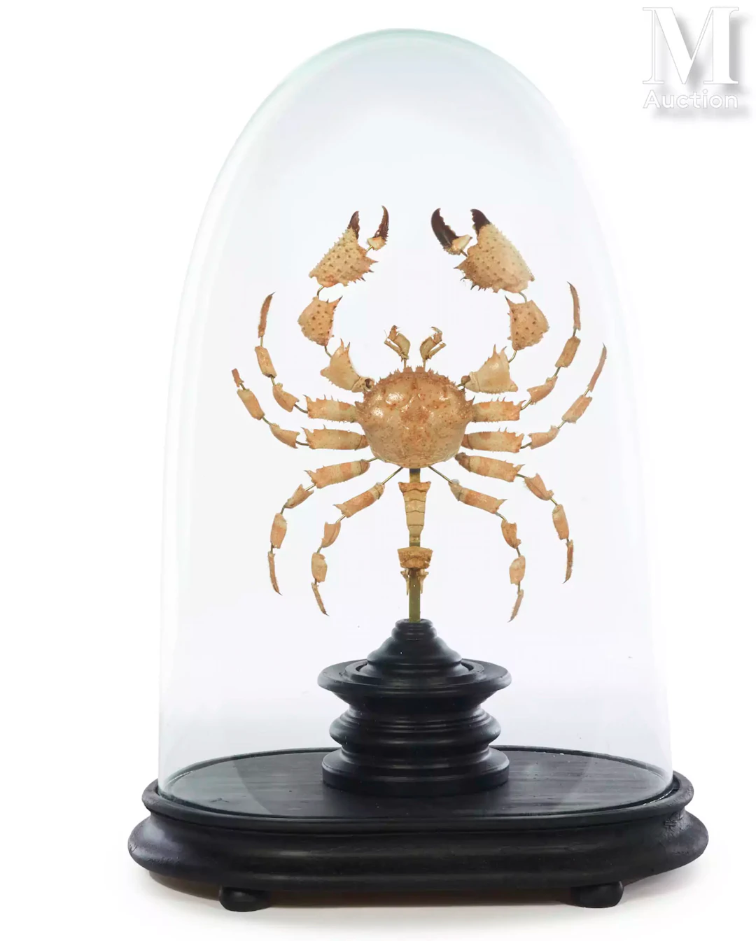 CRABE ÉCLATÉ À LA BEAUCHÊNE