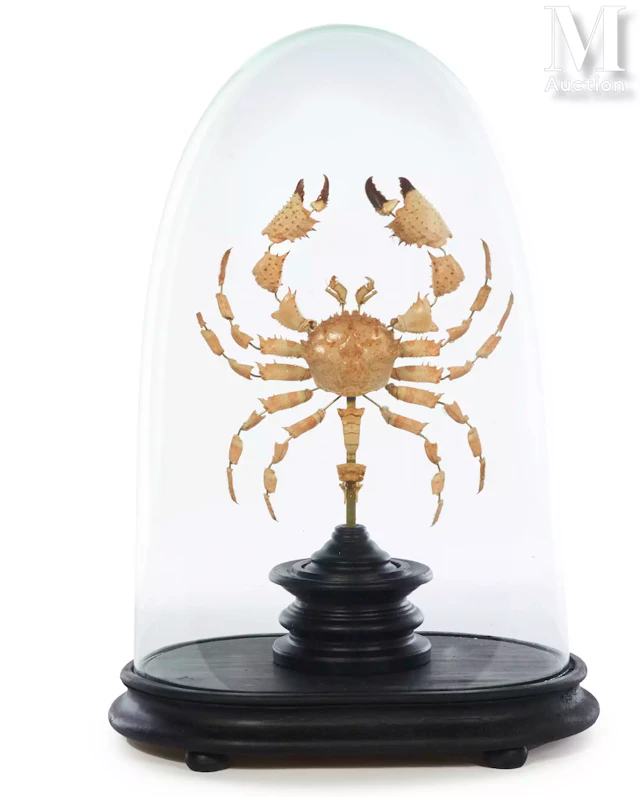 CRABE ÉCLATÉ À LA BEAUCHÊNE
