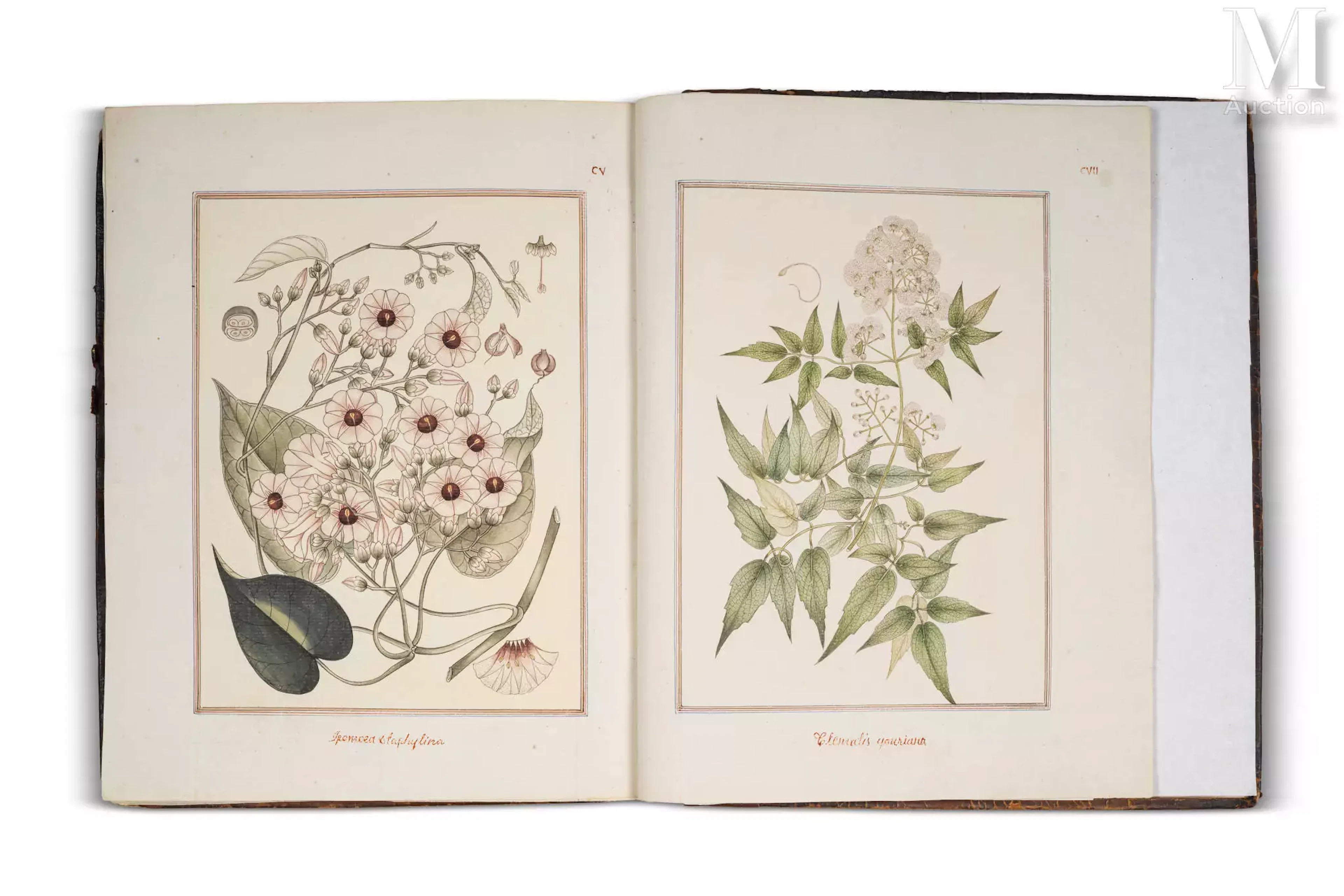 Album de cent-six aquarelles botaniques de style « Company School