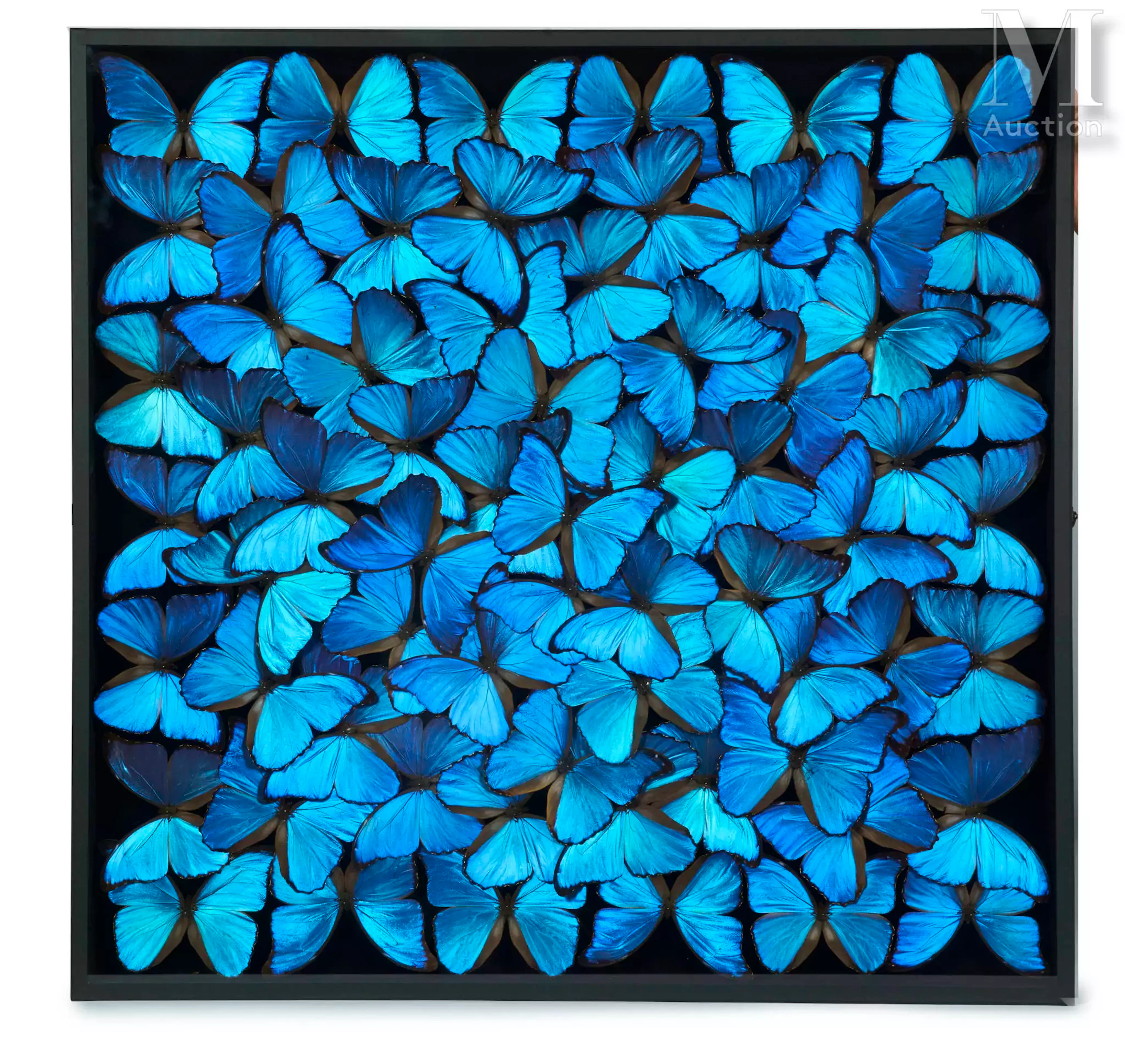 MORPHO DIDIUS