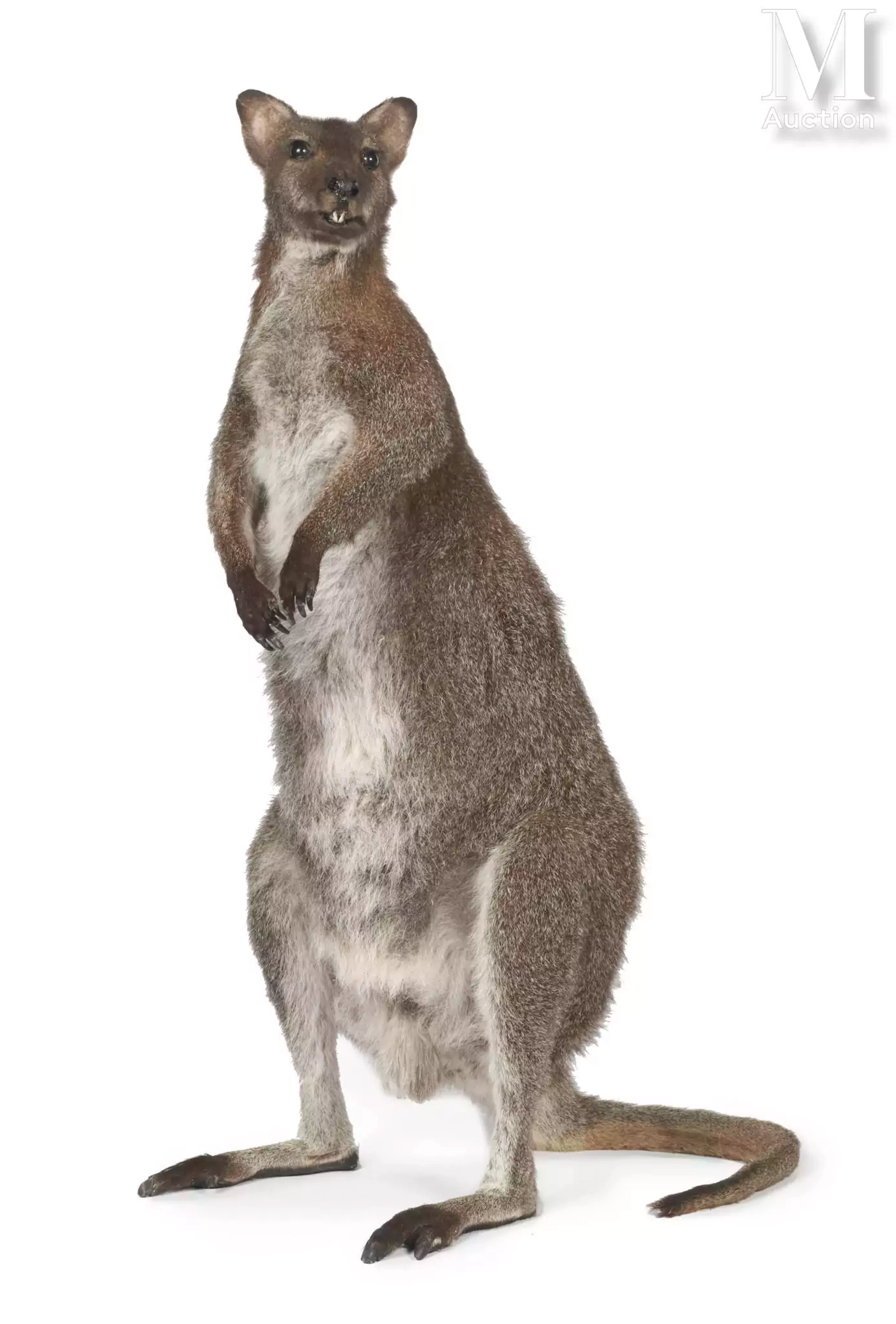 WALLABY DE BENNET