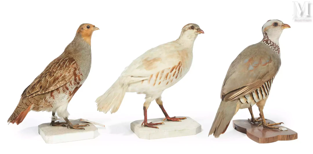 PERDRIX GAMBRA, PERDRIX GRISE, PERDRIX ROUGE